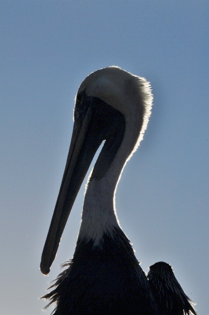 Pelican at Port San Luis